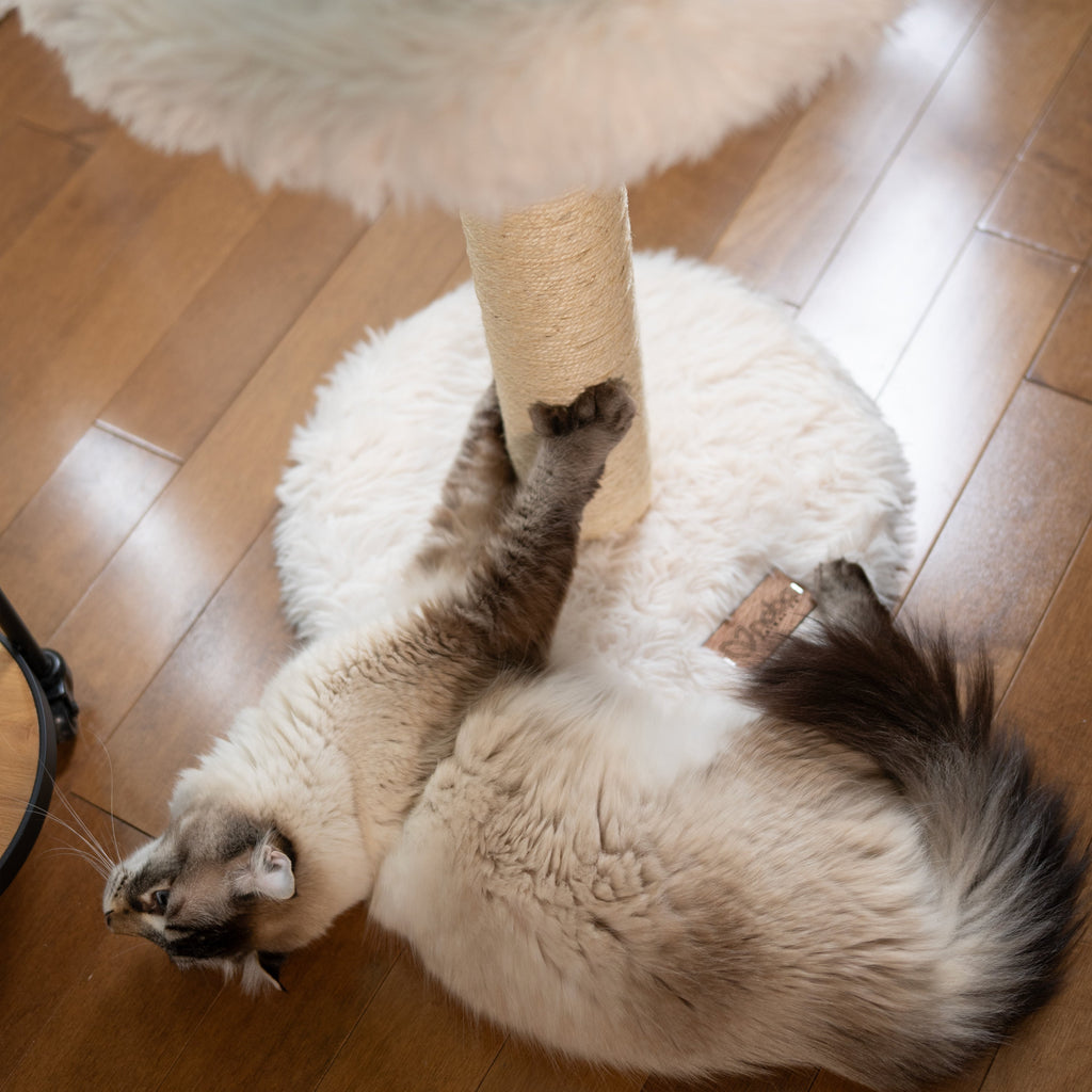 The Blush Perch – 1-Level Cat Tree