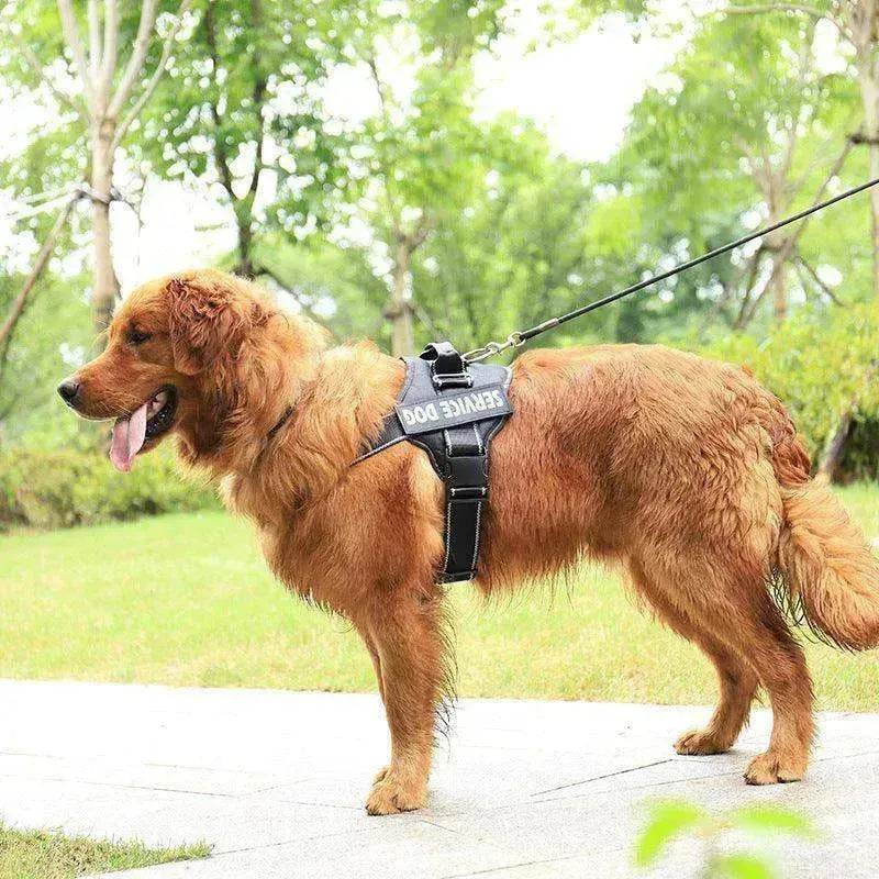 High Quality Personalization Of Pet Chest Strap / leash
